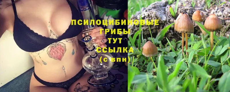 Псилоцибиновые грибы Psilocybine cubensis  Калтан 